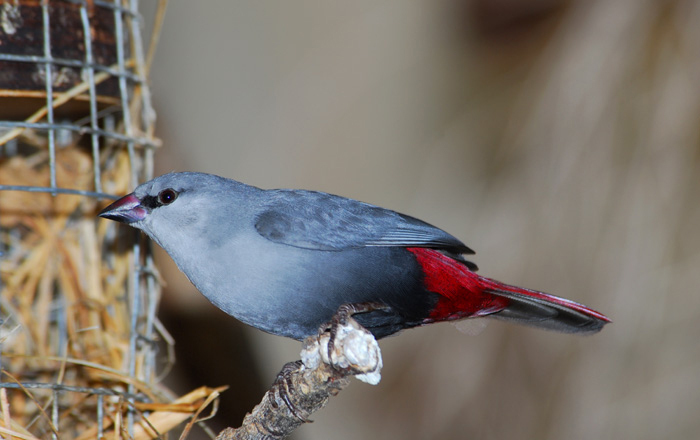 Estrilda caerulescens