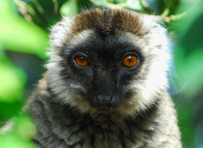 Eulemur fulvus