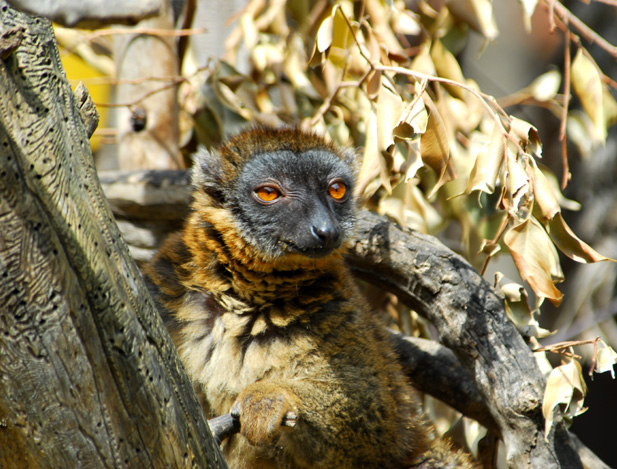 Eulemur fulvus