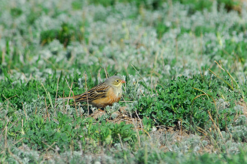 Passeriformes