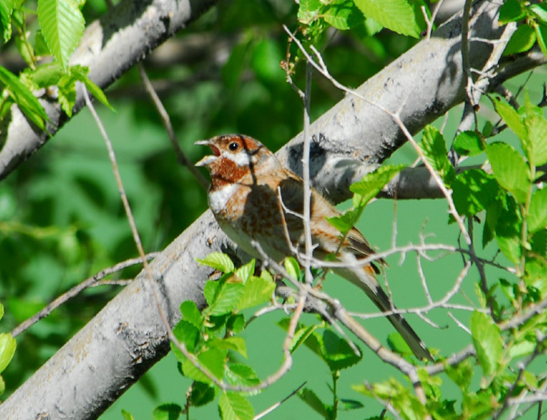 Emberiza