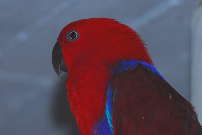 Eclectus roratus