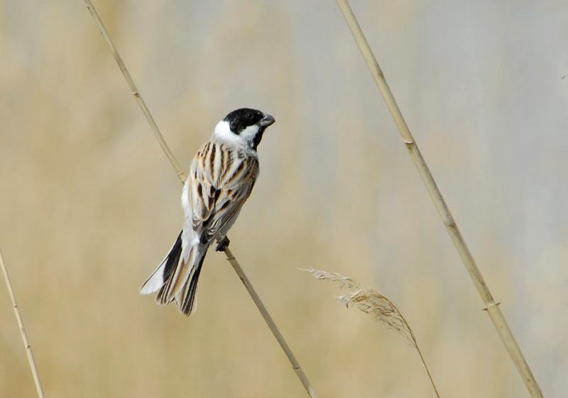 Emberiza