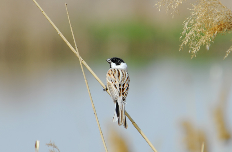 Passeriformes