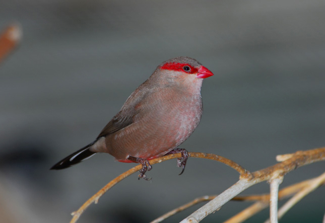 Estrilda troglodytes