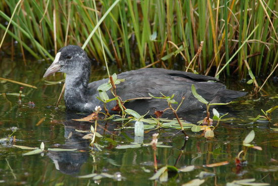 Fulica atra