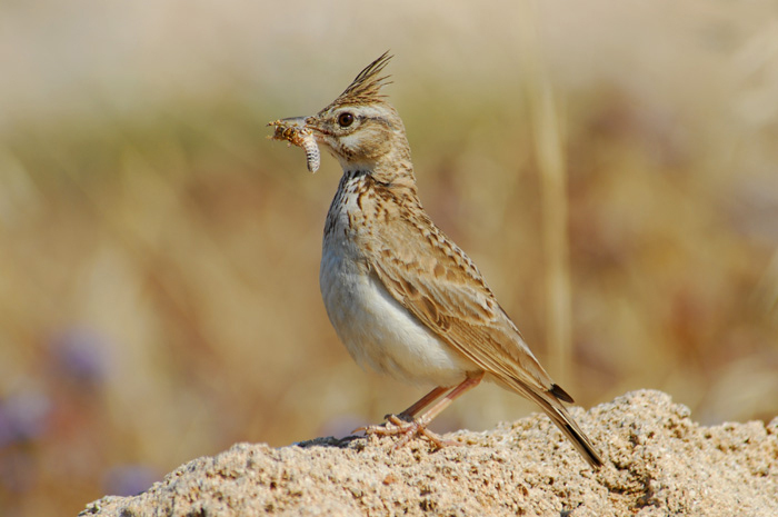 Galerida cristata