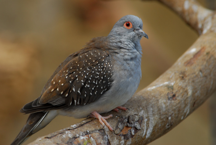 Columbidae