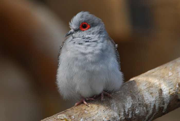 Geopelia cuneata