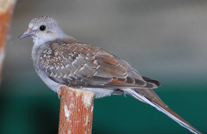 Columbidae