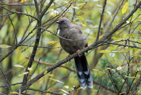 Passeriformes