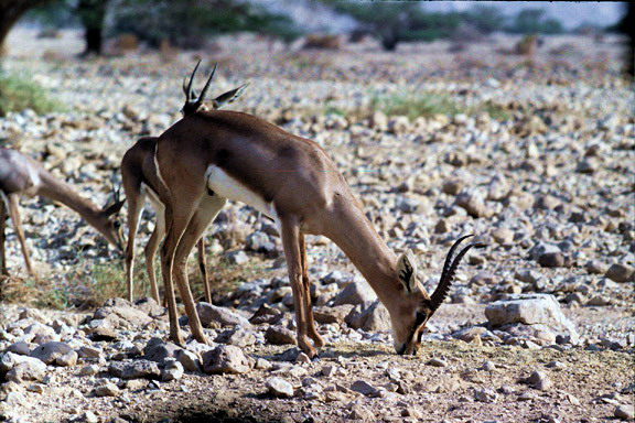 Gazella gazella