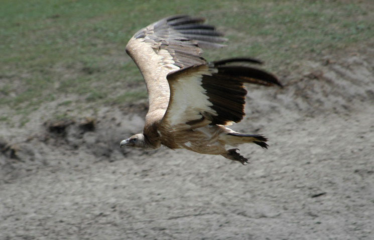 Gyps himalayensis