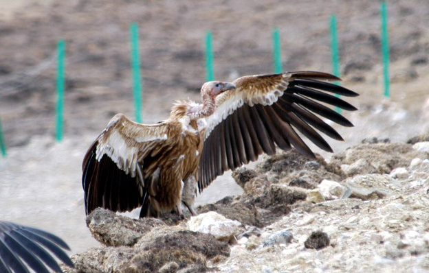 Falconiformes