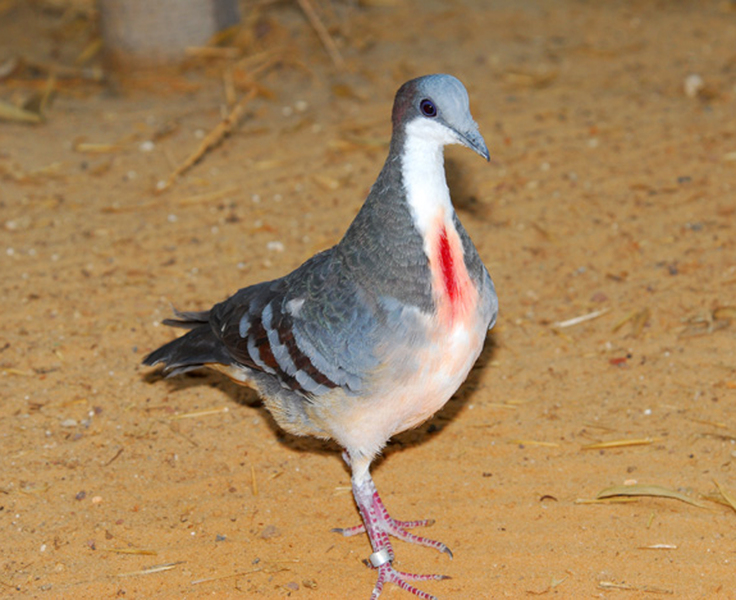 Columbidae