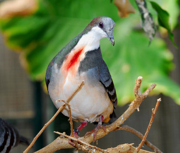 Columbidae