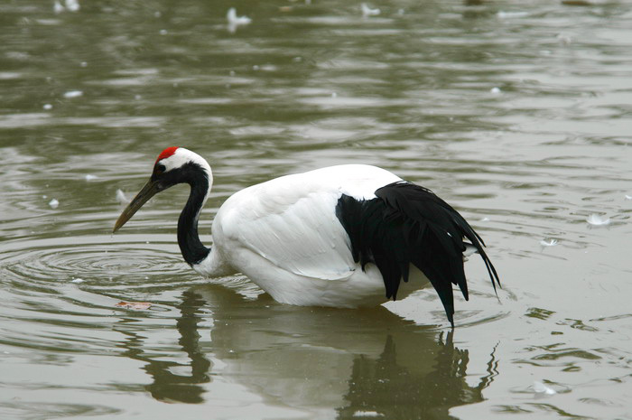 Grus japonensis