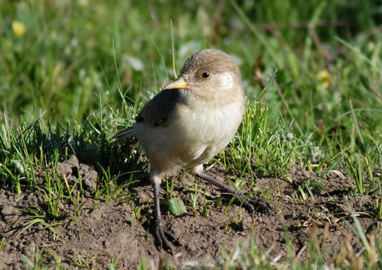 Pseudopodoces humilis