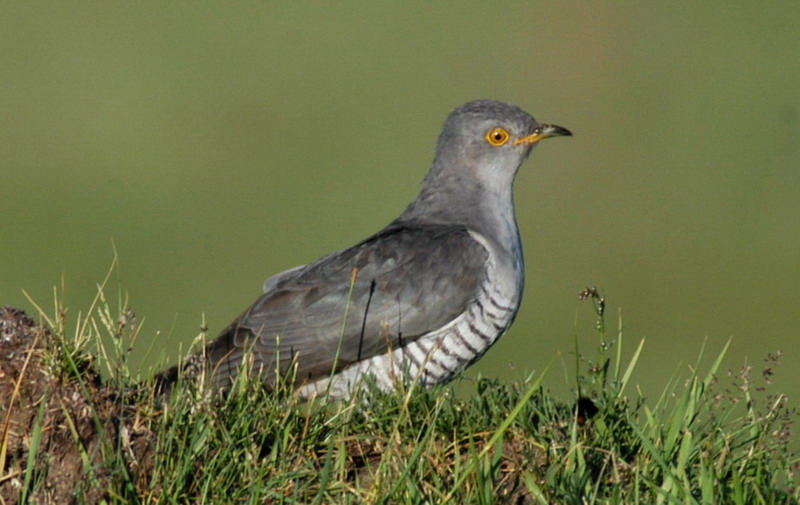 Cuculus micropterus