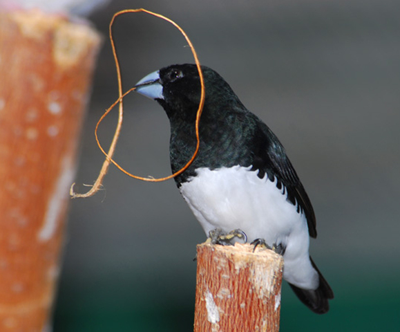 Photo of Lonchura bicolor