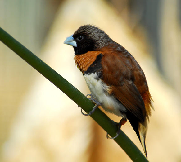 Lonchura castaneothorax