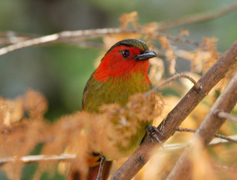 Liocichla phoenicea