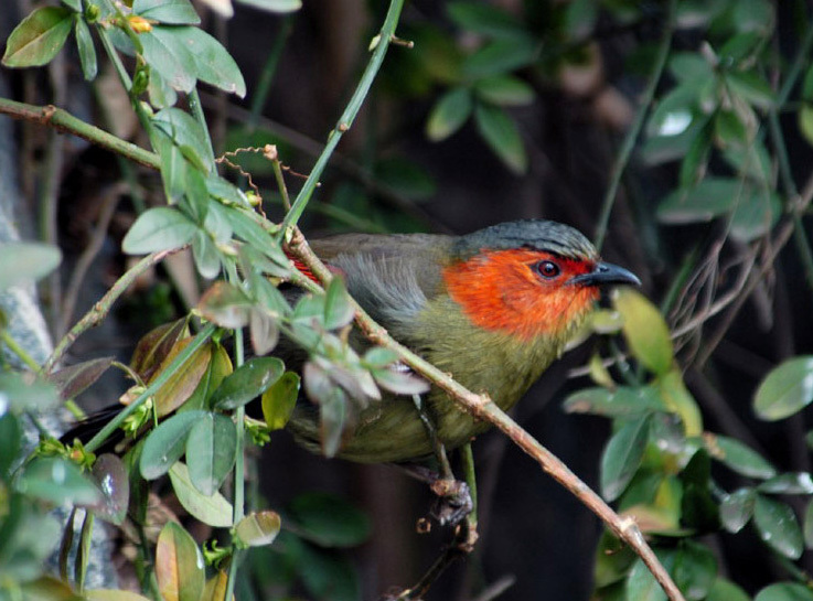 Liocichla6