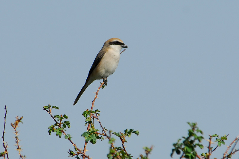 Passeriformes