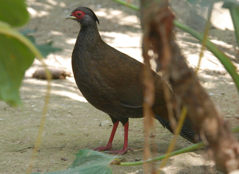 Phasianidae