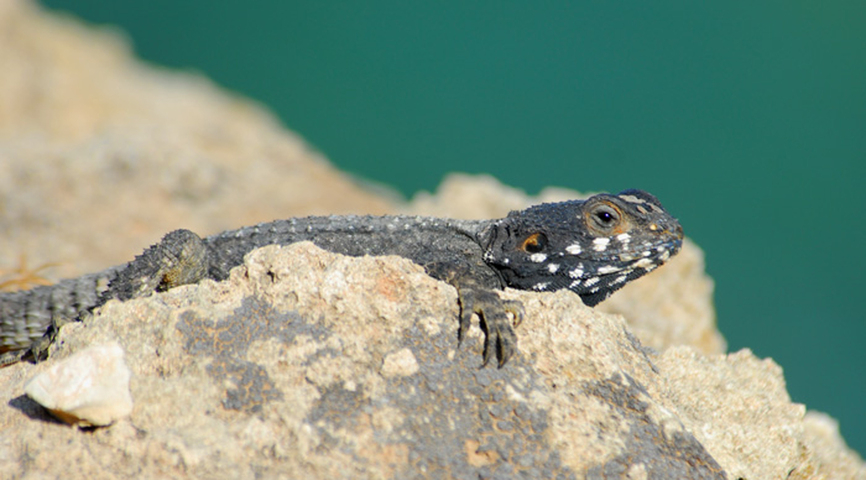 Photo of Laudakia stellio