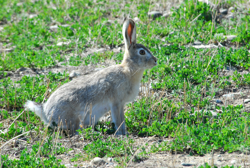 Lepus