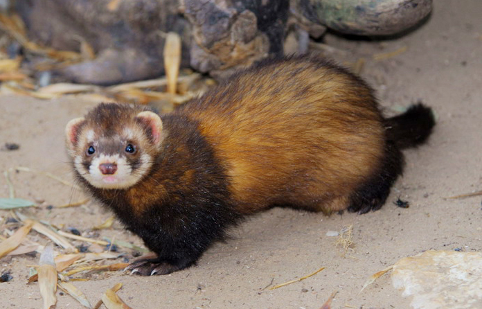 Mustelidae