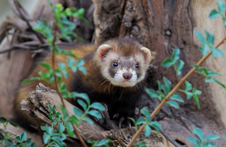 Mustelidae