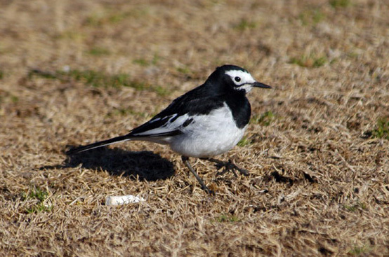 Motacillidae