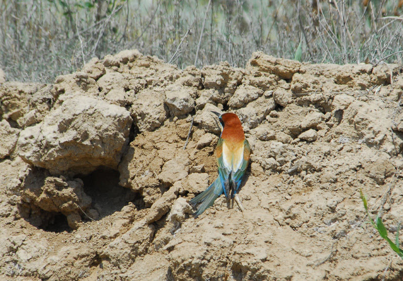 Merops apiaster