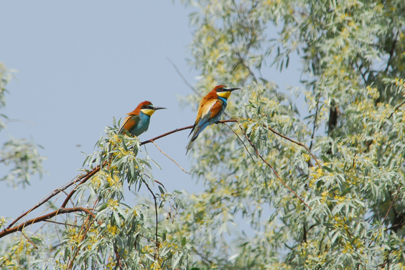 Coraciiformes