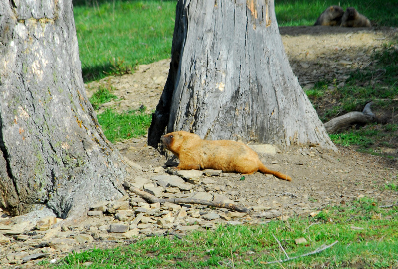 Sciuridae