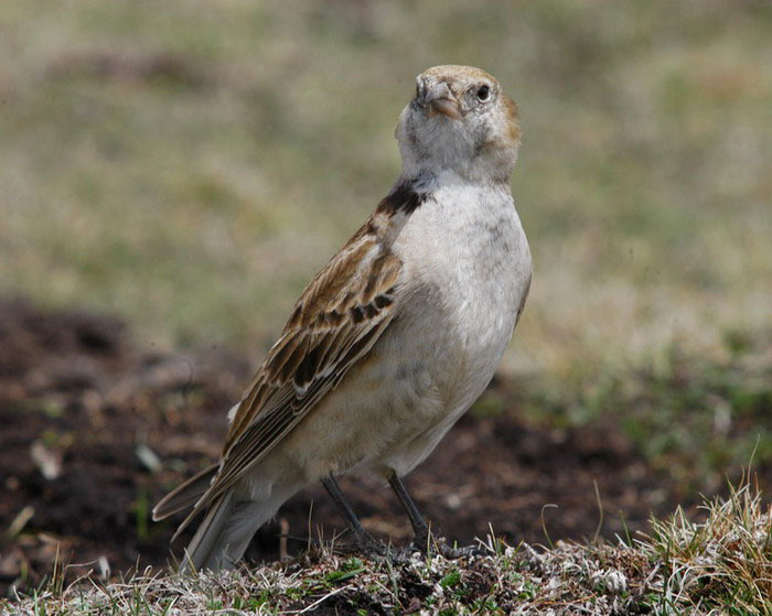 Alaudidae