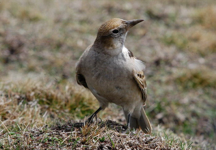 Passeriformes