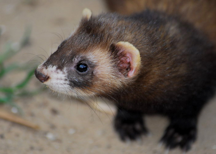 Mustelidae