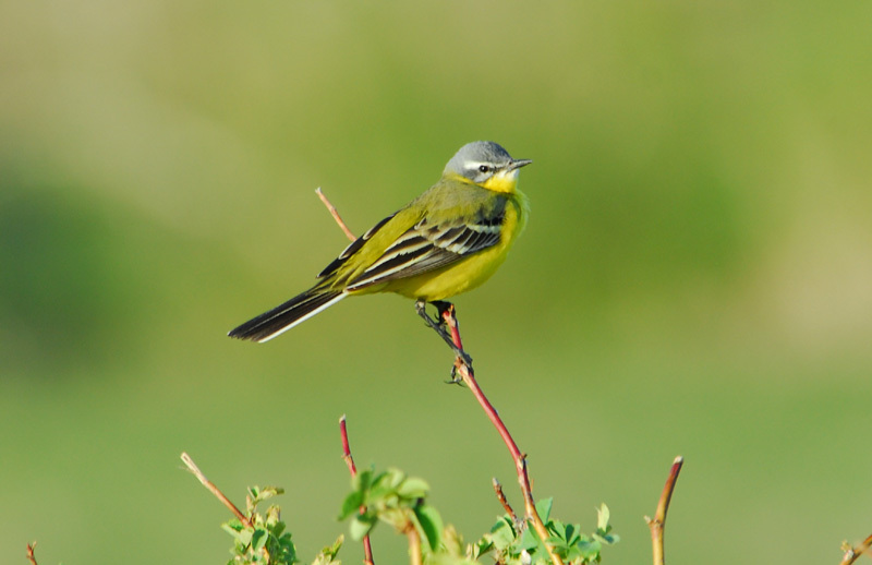 Motacilla flava