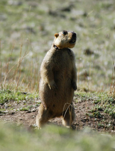 Marmota