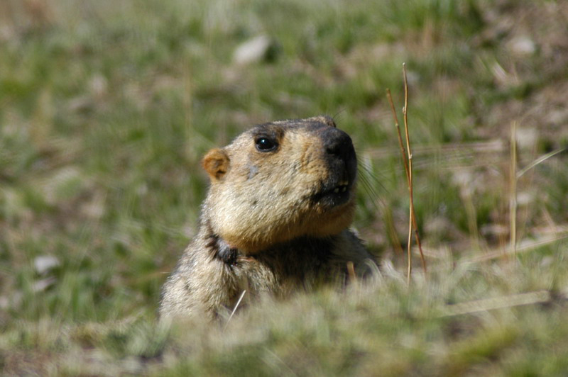 Marmota