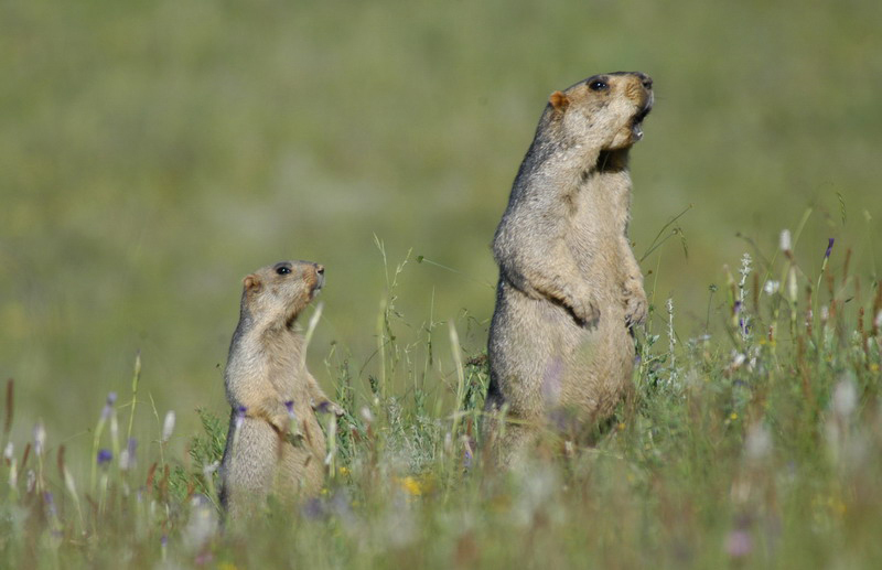 Marmota