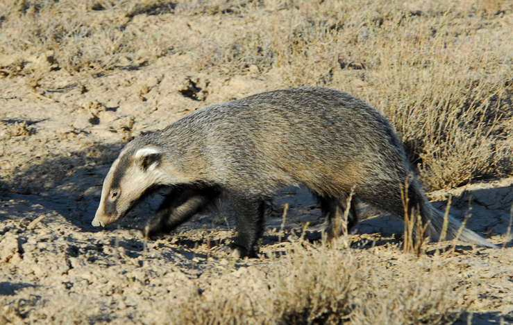 Eumetazoa