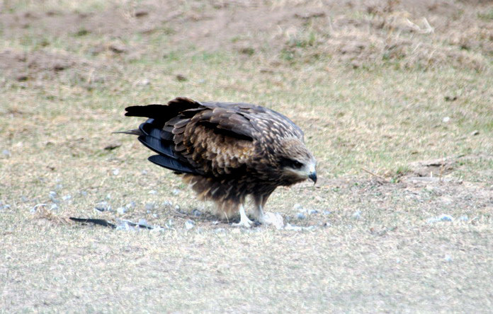 Falconiformes