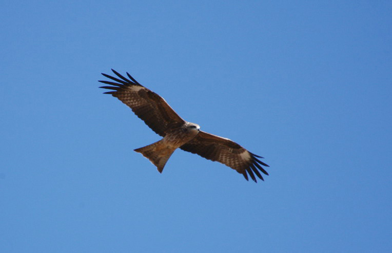 Falconiformes