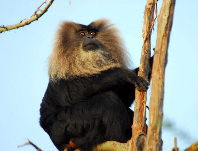 Macaca silenus