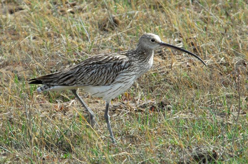 Charadriiformes