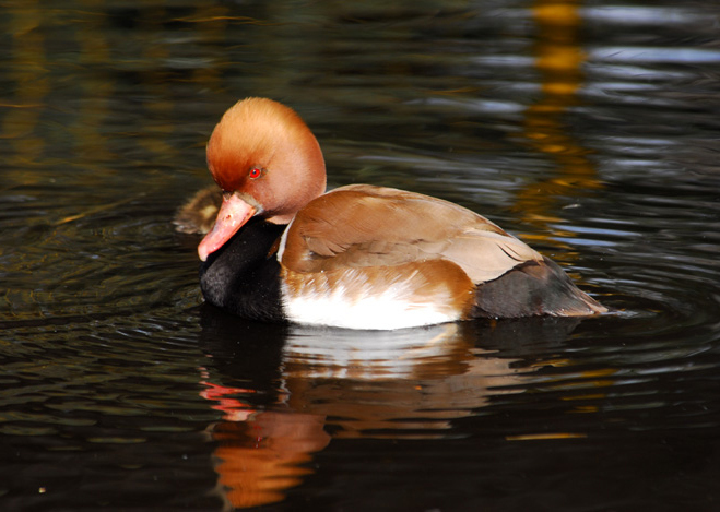 Anseriformes